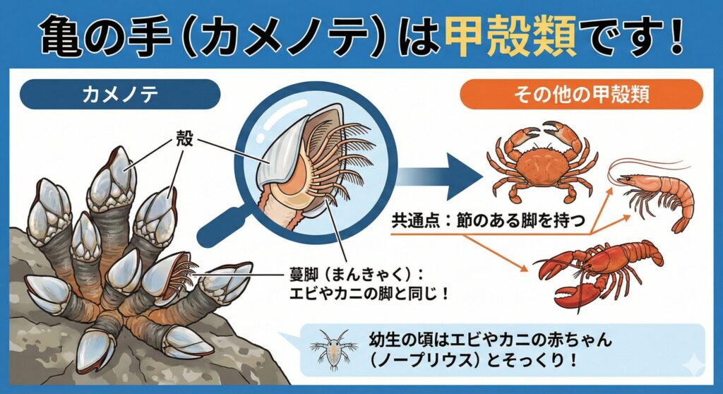 亀の手は甲殻類です